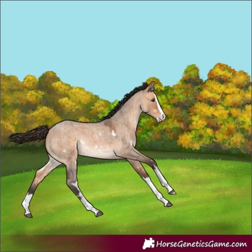 Horse Color:Unknown 