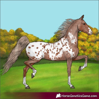 Horse Color:Chestnut Blanket 