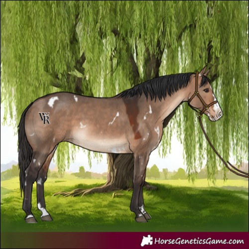 Horse Color:White Spotted Bay Dun Splash Rabicano 