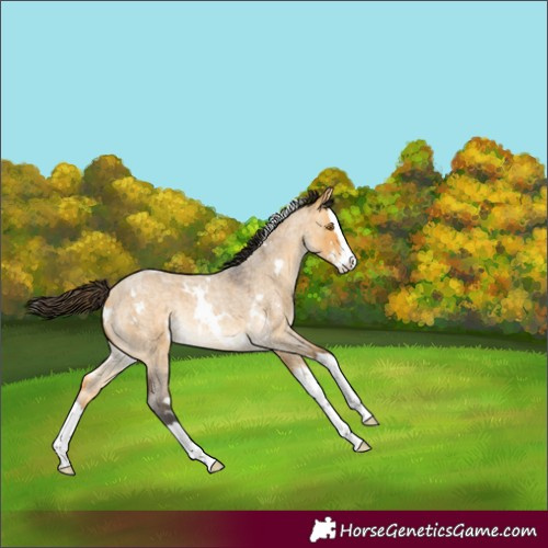 Horse Color:White Spotted Buckskin Roan Dun Splash Rabicano 