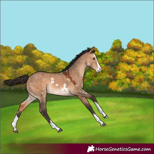 Horse Color:Unknown 