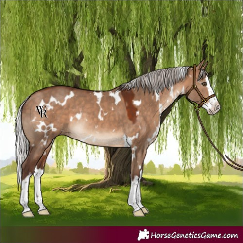 Horse Color:White Spotted Silver Bay Dun Splash Rabicano 