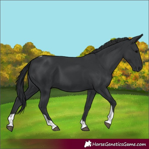 Horse Color:Black Tobiano 