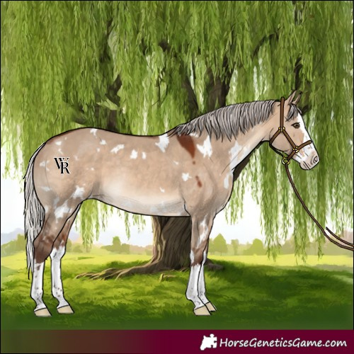 Horse Color:White Spotted Silver Brown Dun Splash Rabicano 