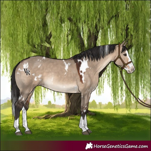 Horse Color:White Spotted Brown Dun Splash Rabicano 