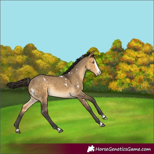 Horse Color:White Spotted Buckskin Dun Splash Rabicano 