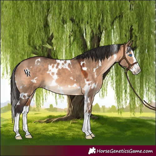 Horse Color:White Spotted Bay Dun Splash Rabicano 