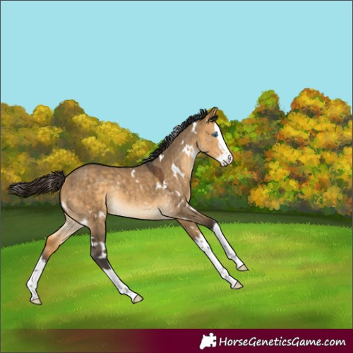 Horse Color:Unknown 