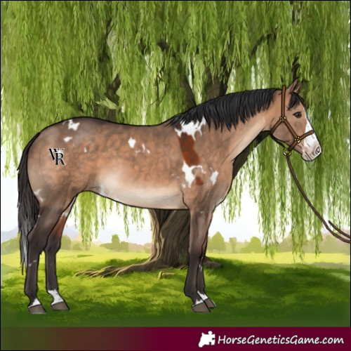Horse Color:White Spotted Bay Dun Splash Rabicano 