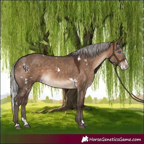 Horse Color:White Spotted Silver Brown Dun Splash Rabicano 