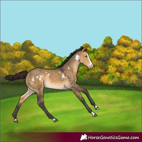 Horse Color:White Spotted Buckskin Dun Splash Rabicano