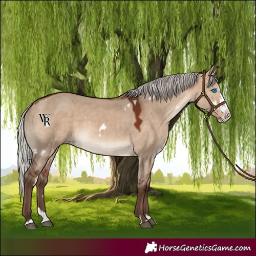 Horse Color:White Spotted Silver Bay Dun Splash Rabicano 