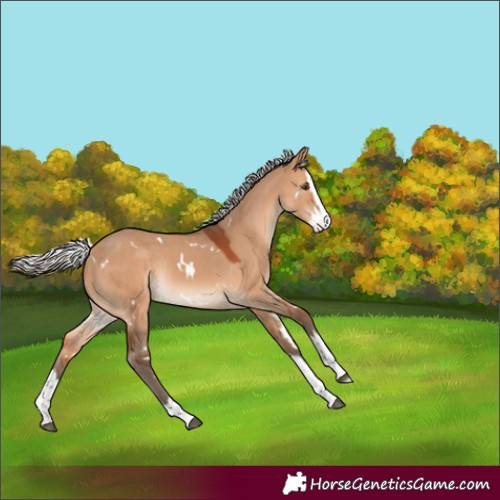 Horse Color:Unknown 