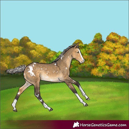 Horse Color:Unknown 