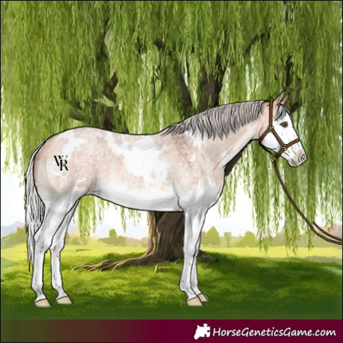 Horse Color:White Spotted Silver Bay Roan Dun Splash Rabicano