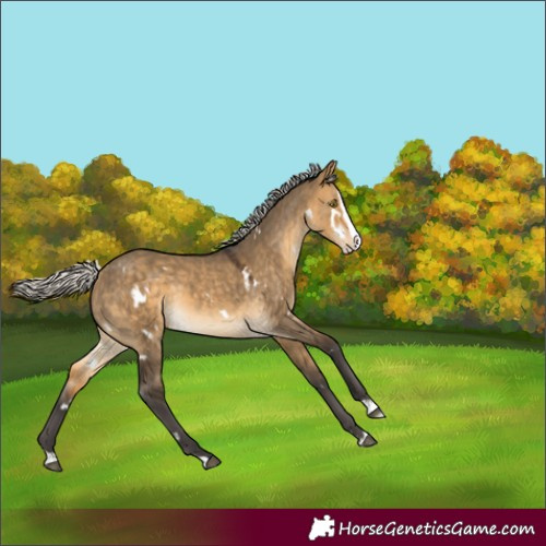 Horse Color:White Spotted Silver Buckskin Dun Splash Rabicano