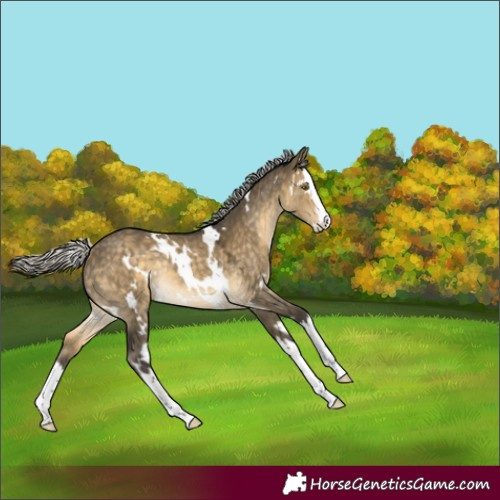 Horse Color:Unknown 
