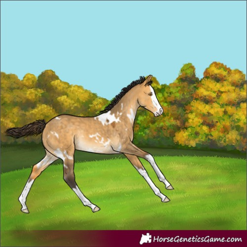 Horse Color:Unknown 