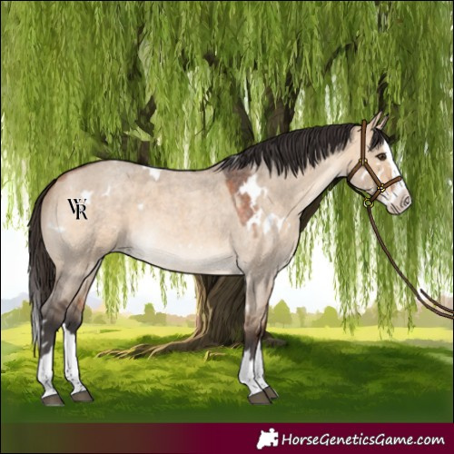 Horse Color:White Spotted Bay Roan Dun Splash Rabicano
