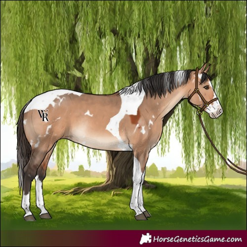 Horse Color:White Spotted Bay Dun Splash Tobiano Rabicano 
