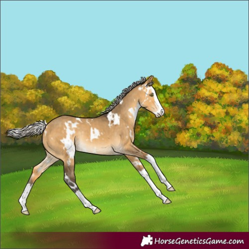 Horse Color:White Spotted Silver Buckskin Dun Splash Rabicano 
