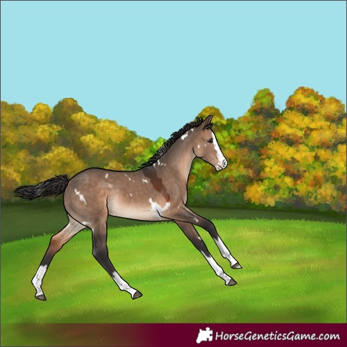Horse Color:Unknown 
