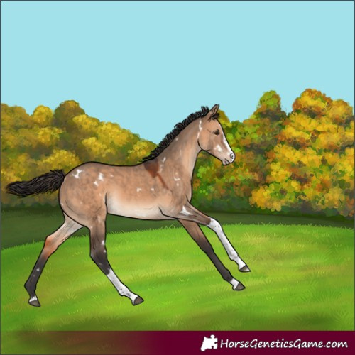 Horse Color:Unknown 