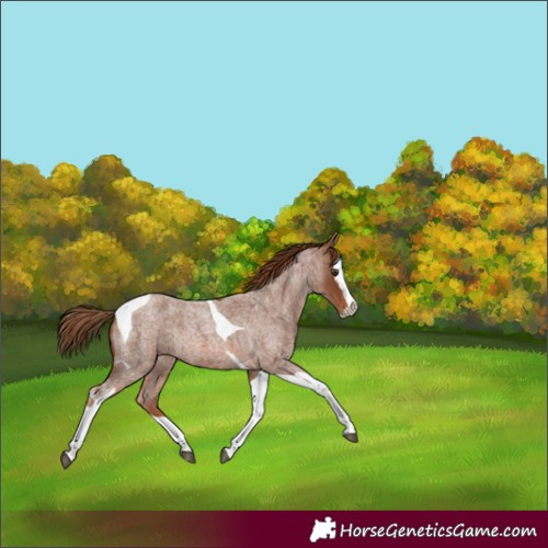 Horse Color:Red Roan Splash Tobiano Rabicano 