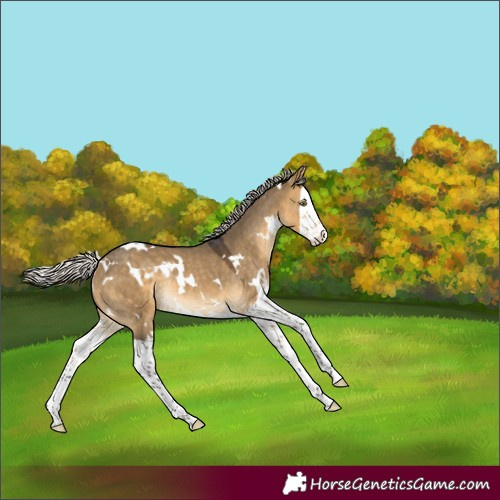 Horse Color:White Spotted Silver Buckskin Dun Splash Rabicano 