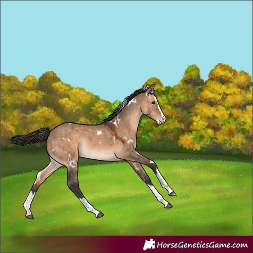 Horse Color:Unknown 