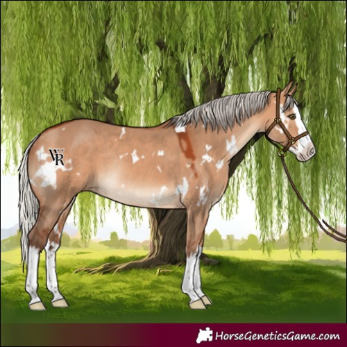 Horse Color:White Spotted Silver Bay Dun Splash Rabicano 