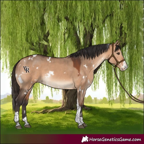 Horse Color:White Spotted Bay Dun Splash Tobiano Varnish Rabicano