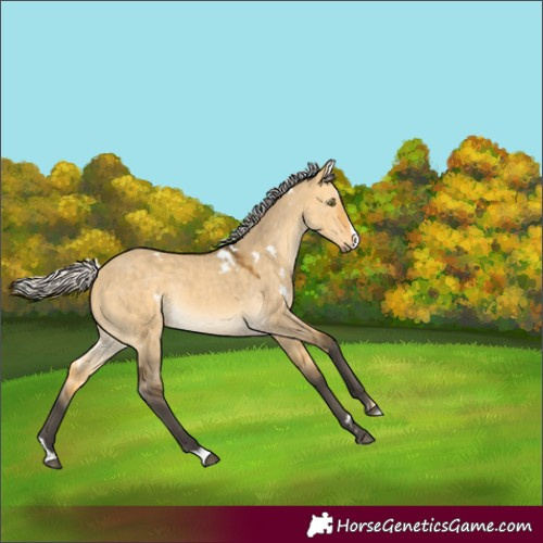 Horse Color:White Spotted Silver Buckskin Dun Splash Rabicano 