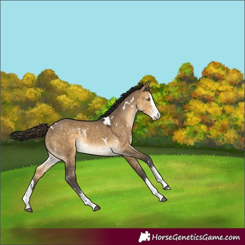 Horse Color:White Spotted Buckskin Dun Splash Rabicano