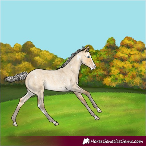 Horse Color:White Spotted Silver Amber Cream Champagne Roan Dun Splash Rabicano