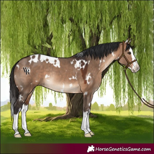 Horse Color:White Spotted Bay Dun Splash Rabicano 