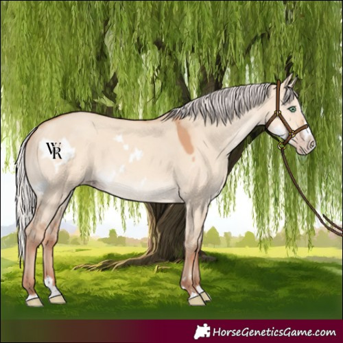 Horse Color:White Spotted Silver Amber Champagne Dun Splash Rabicano 