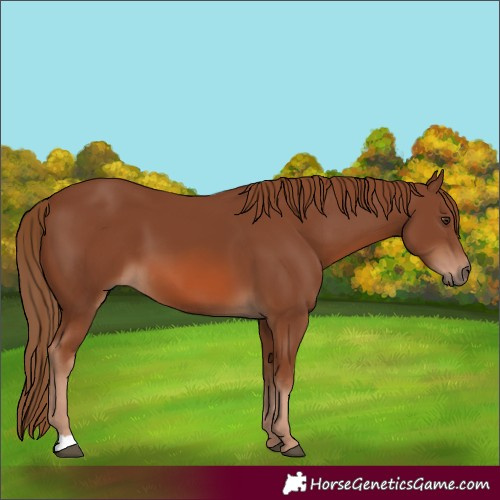 Horse Color:Chestnut 