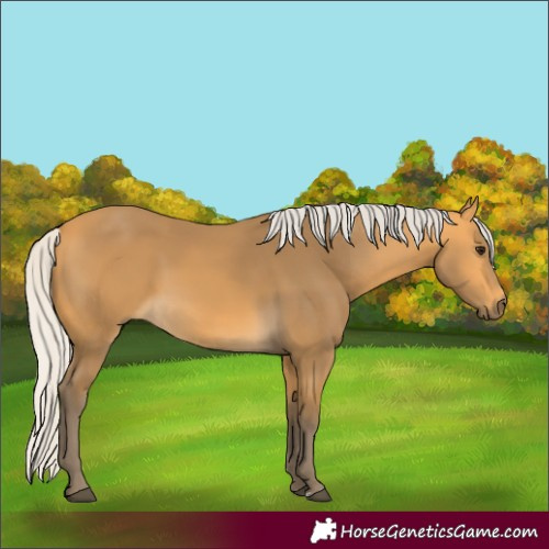Horse Color:Silver Buckskin 