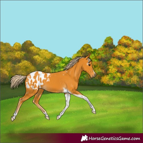 Horse Color:Gray Palomino Tobiano Appaloosa