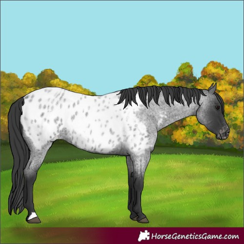 Horse Color:Blue Roan Appaloosa 
