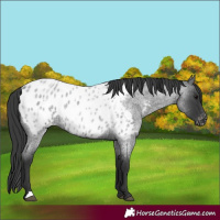 Horse Color:Blue Roan Appaloosa 