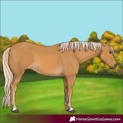 Horse Color:Palomino 