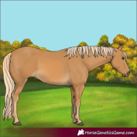 Horse Color:Palomino 