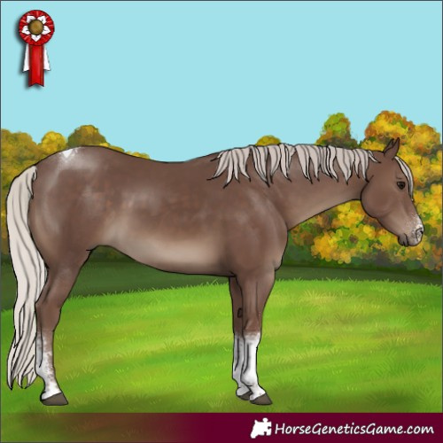 Horse Color:Silver Black Sabino Tobiano Rabicano 