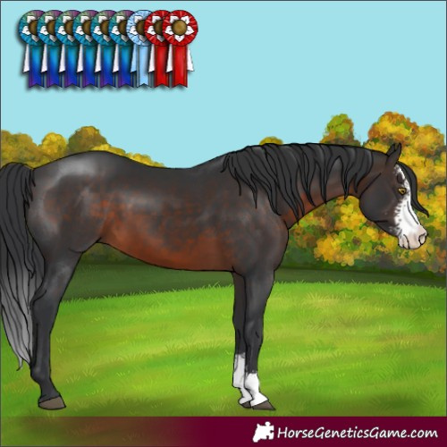 Horse Color:Brown Sabino 