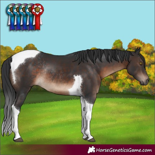 Horse Color:Brown Tobiano Rabicano 