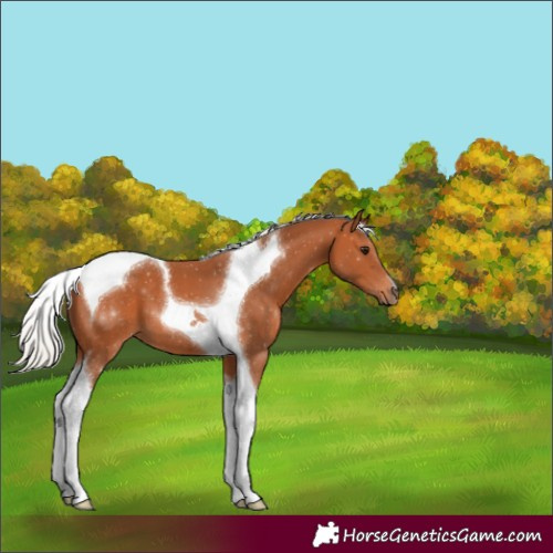Horse Color:Silver Bay Tobiano
