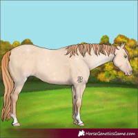 Horse Color:Gold Champagne Dun