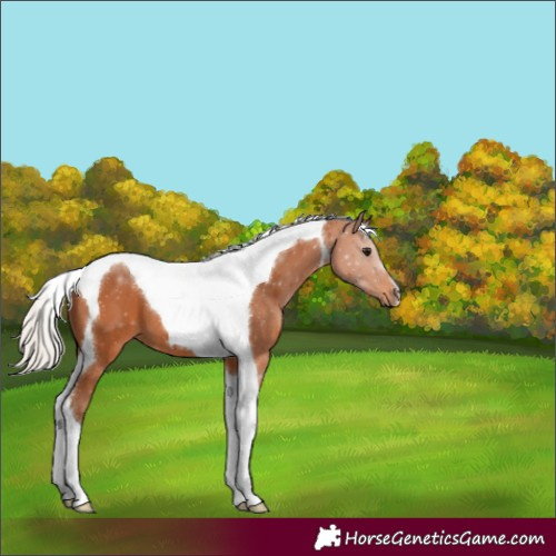 Horse Color:Silver Bay Tobiano 
